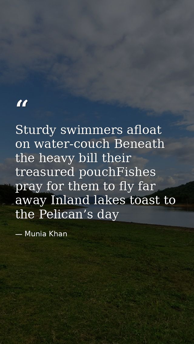 Sturdy swimmers afloat on water-couch Beneath the heavy bill their treasured pouchFishes pray for them to fly far away I — Munia Khan