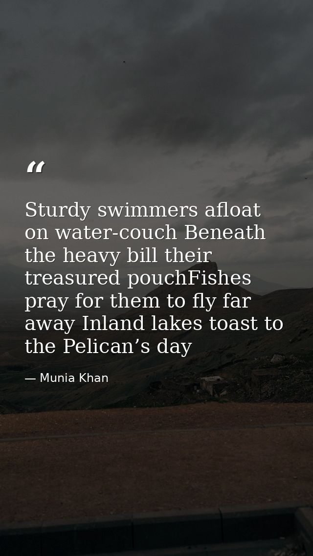 Sturdy swimmers afloat on water-couch Beneath the heavy bill their treasured pouchFishes pray for them to fly far away I — Munia Khan