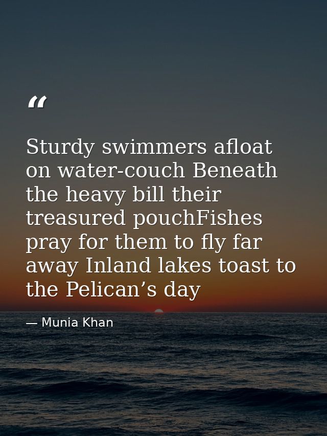 Sturdy swimmers afloat on water-couch Beneath the heavy bill their treasured pouchFishes pray for them to fly far away I — Munia Khan