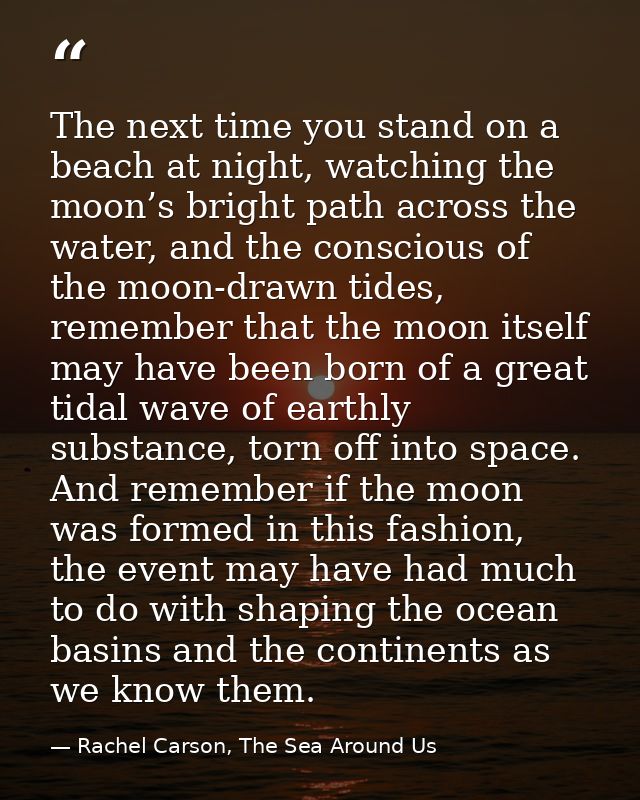 The next time you stand on a beach at night, watching the moon’s bright path across the water, and the conscious of the  — Rachel Carson, The Sea Around Us