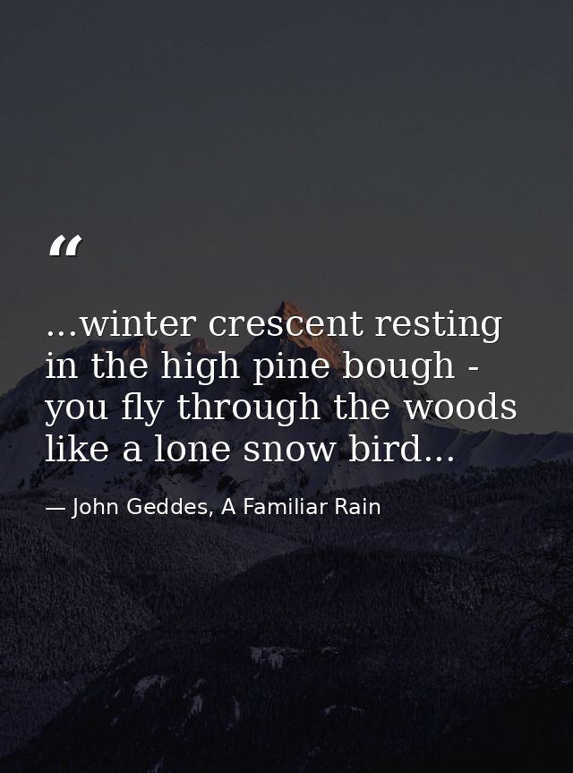 ...winter crescent resting in the high pine bough - you fly through the woods like a lone snow bird... — John Geddes, A Familiar Rain