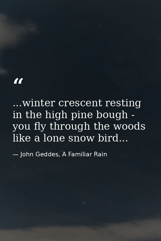 ...winter crescent resting in the high pine bough - you fly through the woods like a lone snow bird... — John Geddes, A Familiar Rain