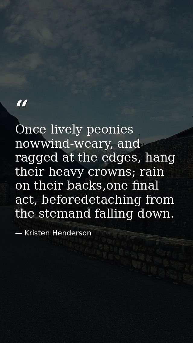 Once lively peonies nowwind-weary, and ragged at the edges, hang their heavy crowns; rain on their backs,one final act,  — Kristen Henderson