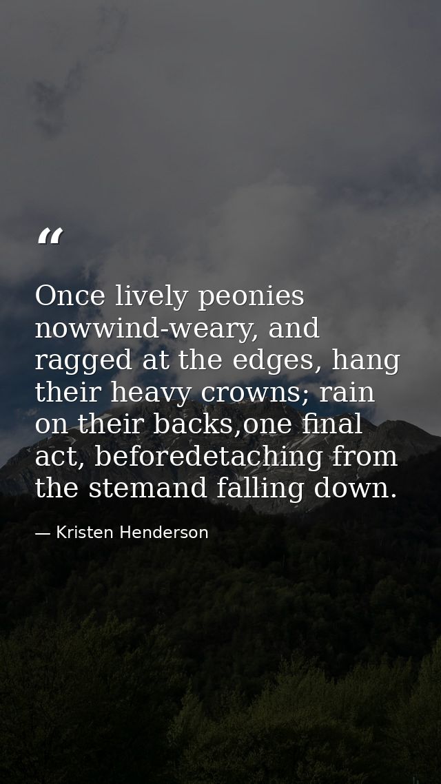 Once lively peonies nowwind-weary, and ragged at the edges, hang their heavy crowns; rain on their backs,one final act,  — Kristen Henderson