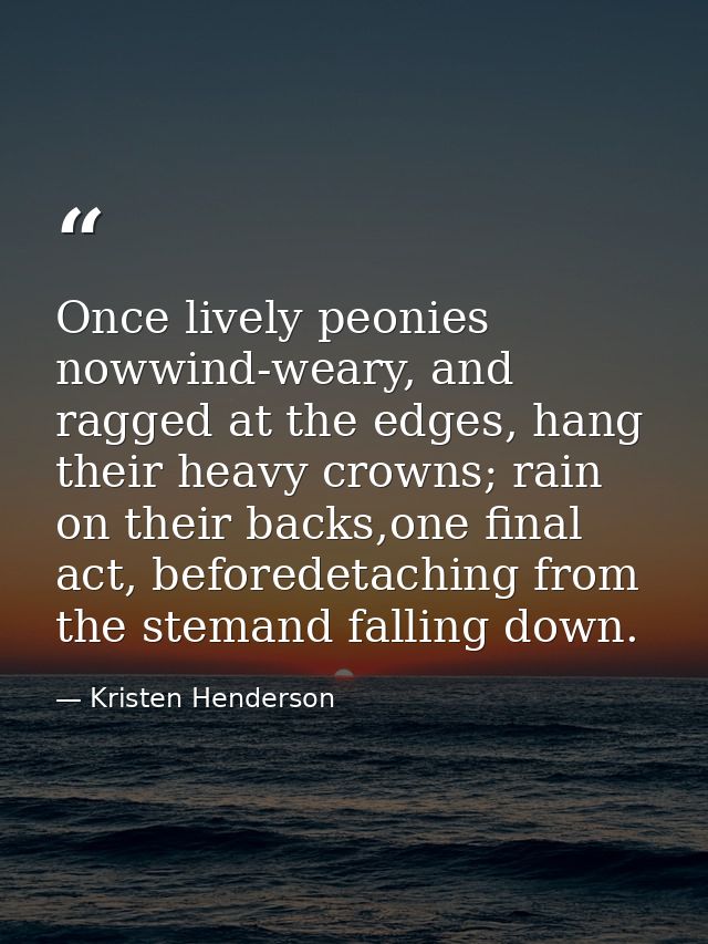 Once lively peonies nowwind-weary, and ragged at the edges, hang their heavy crowns; rain on their backs,one final act,  — Kristen Henderson