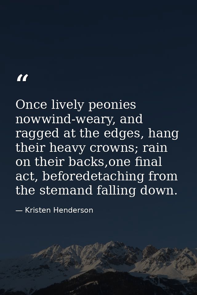Once lively peonies nowwind-weary, and ragged at the edges, hang their heavy crowns; rain on their backs,one final act,  — Kristen Henderson