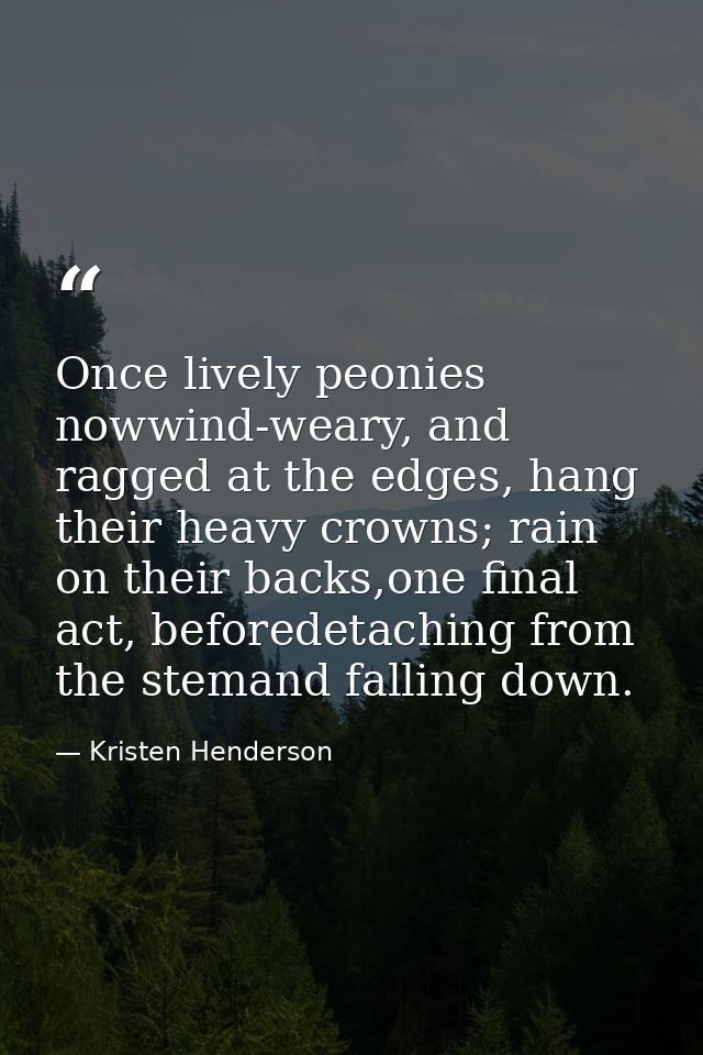 Once lively peonies nowwind-weary, and ragged at the edges, hang their heavy crowns; rain on their backs,one final act,  — Kristen Henderson