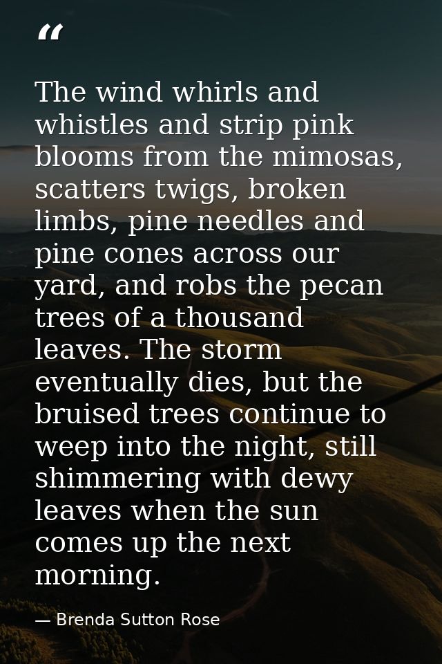 The wind whirls and whistles and strip pink blooms from the mimosas, scatters twigs, broken limbs, pine needles and pine — Brenda Sutton Rose