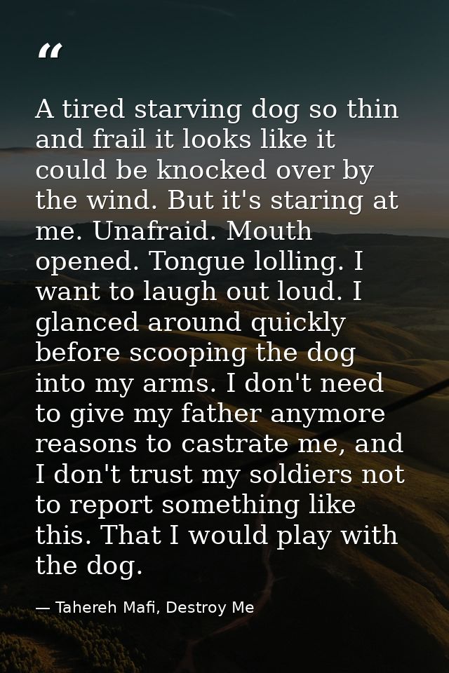 A tired starving dog so thin and frail it looks like it could be knocked over by the wind. But it's staring at me. Unafr — Tahereh Mafi, Destroy Me
