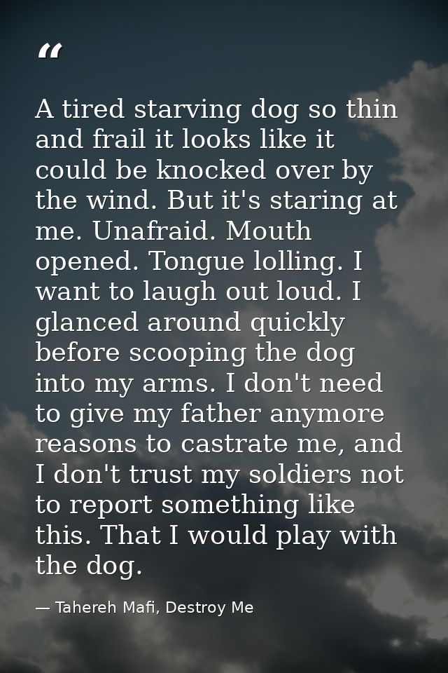 A tired starving dog so thin and frail it looks like it could be knocked over by the wind. But it's staring at me. Unafr — Tahereh Mafi, Destroy Me