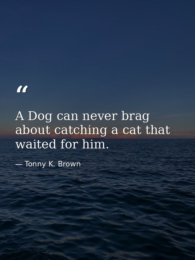 A Dog can never brag about catching a cat that waited for him. — Tonny K. Brown