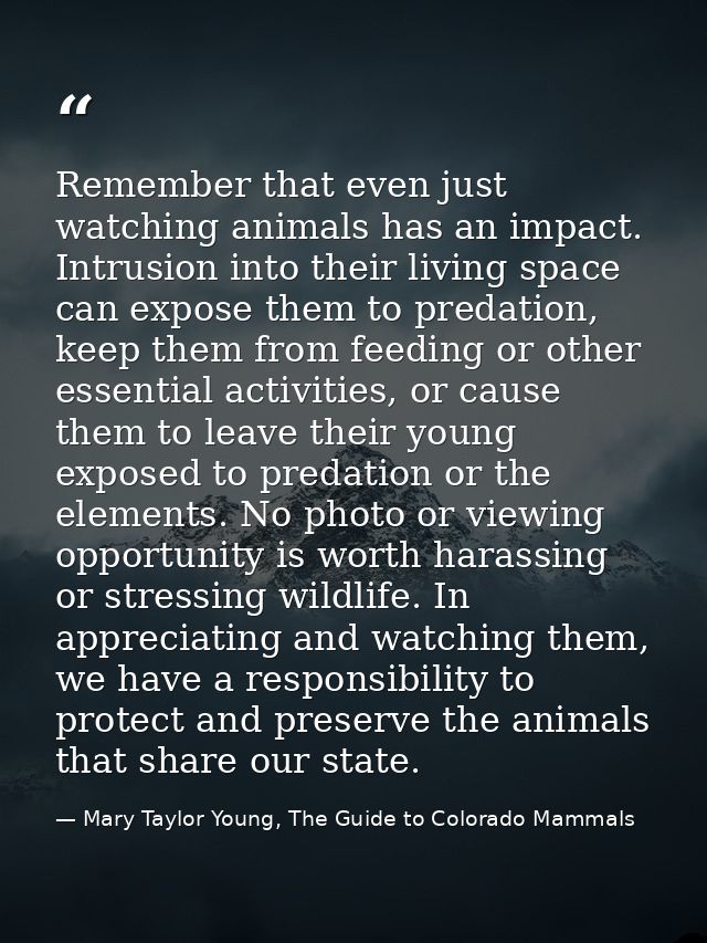 Remember that even just watching animals has an impact. Intrusion into their living space can expose them to predation,  — Mary Taylor Young, The Guide to Colorado Mammals