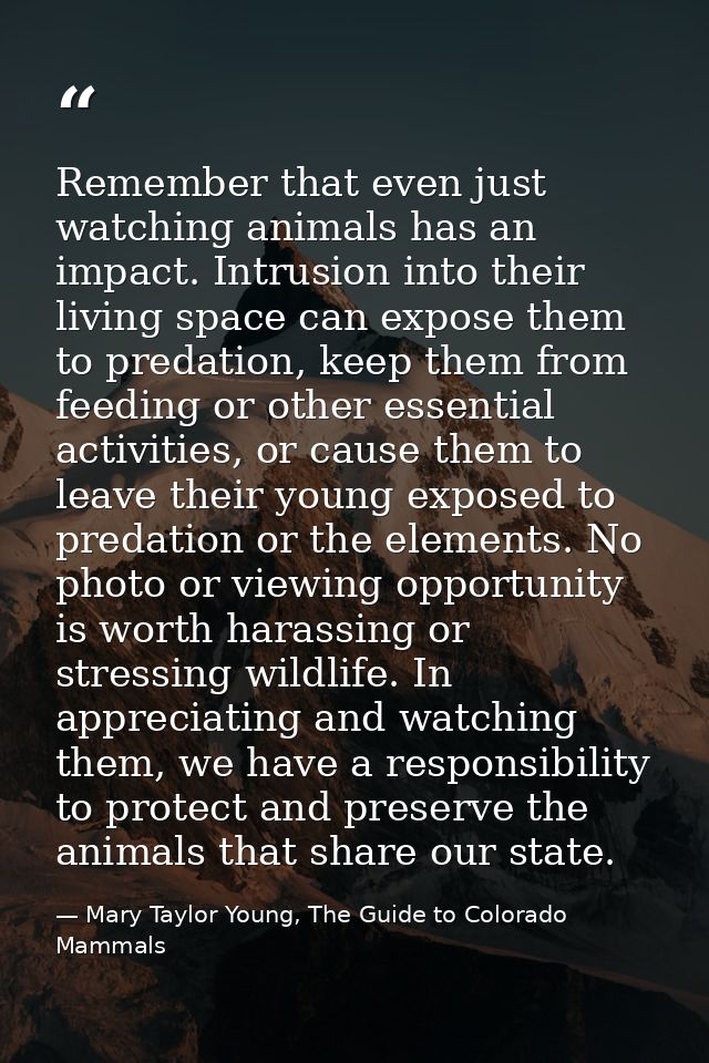 Remember that even just watching animals has an impact. Intrusion into their living space can expose them to predation,  — Mary Taylor Young, The Guide to Colorado Mammals