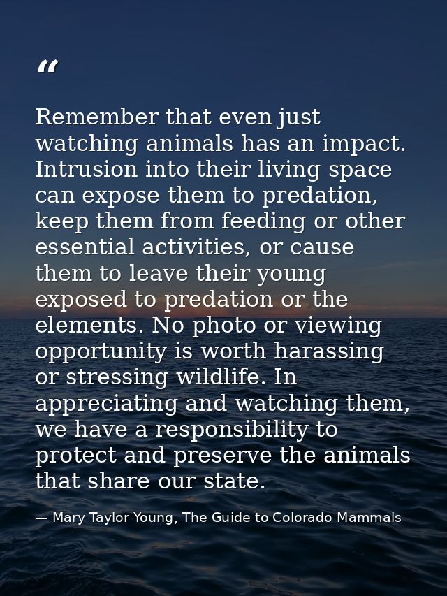 Remember that even just watching animals has an impact. Intrusion into their living space can expose them to predation,  — Mary Taylor Young, The Guide to Colorado Mammals