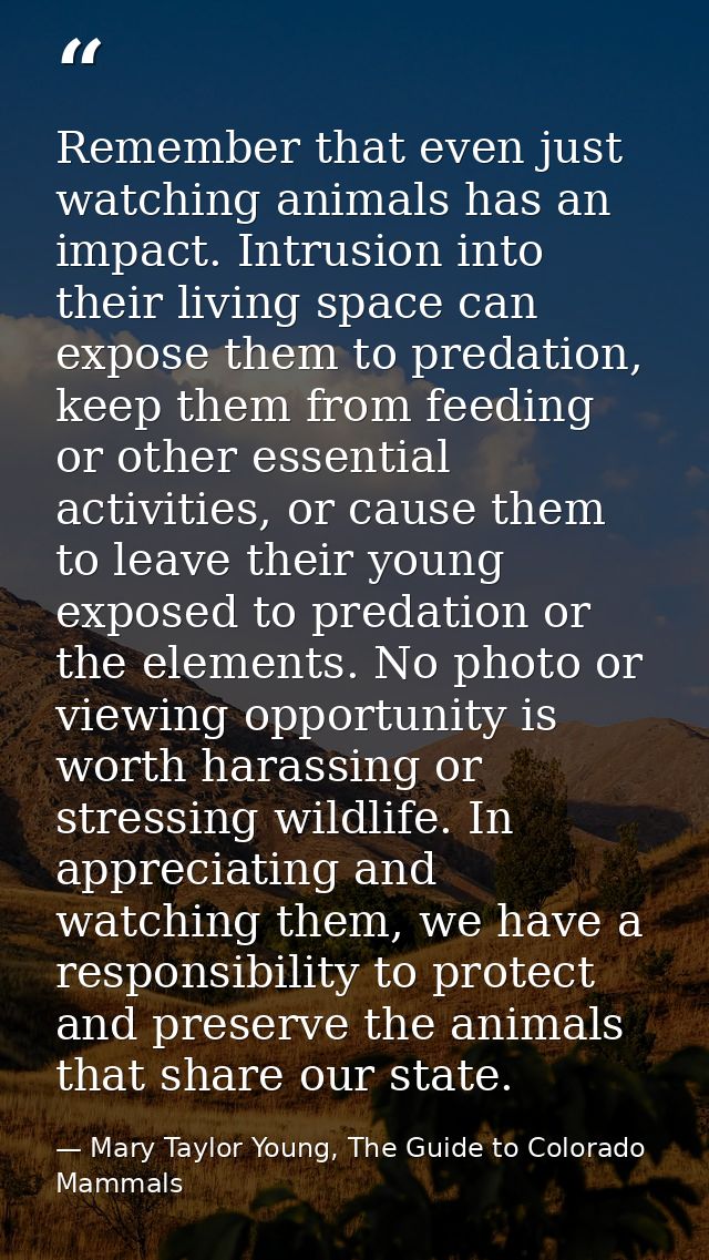 Remember that even just watching animals has an impact. Intrusion into their living space can expose them to predation,  — Mary Taylor Young, The Guide to Colorado Mammals