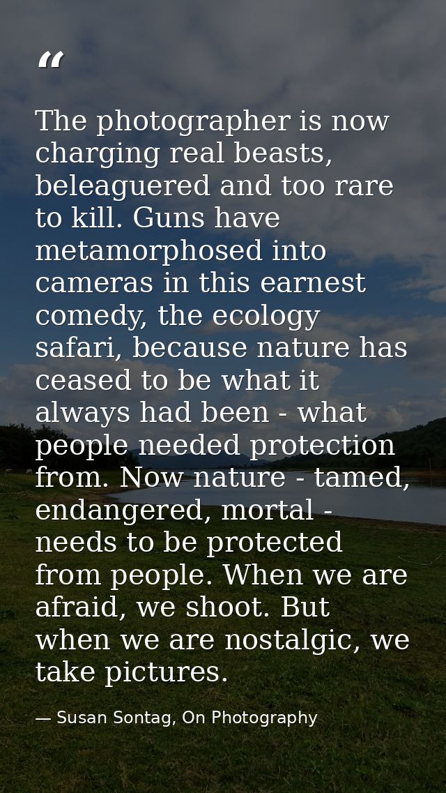 The photographer is now charging real beasts, beleaguered and too rare to kill. Guns have metamorphosed into cameras in  — Susan Sontag, On Photography