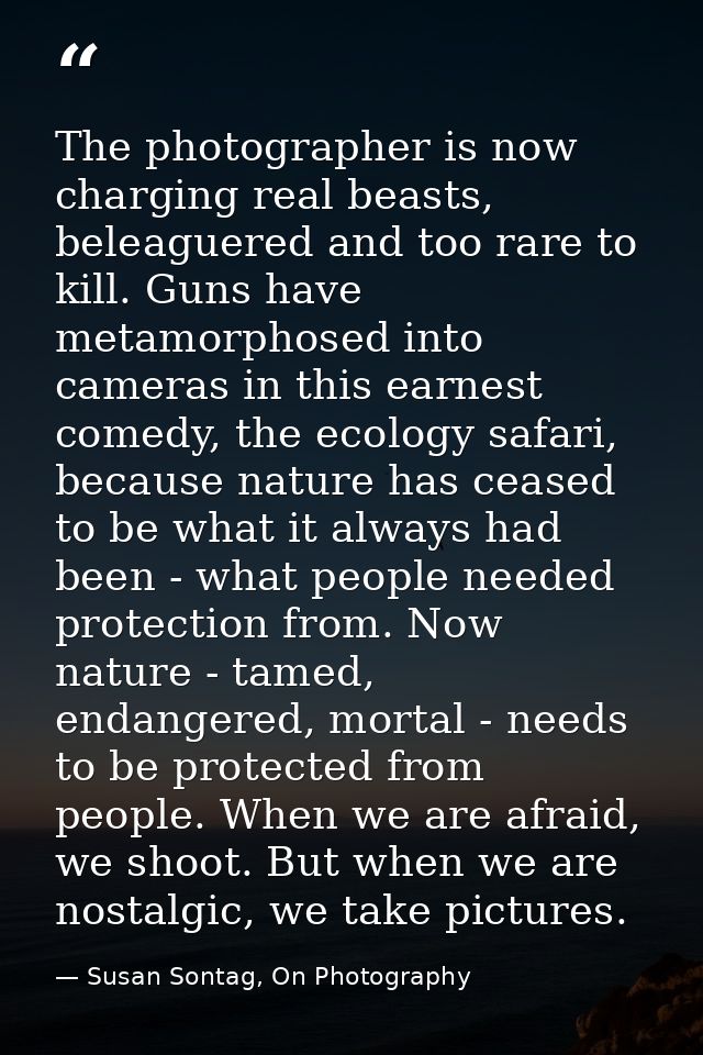 The photographer is now charging real beasts, beleaguered and too rare to kill. Guns have metamorphosed into cameras in  — Susan Sontag, On Photography