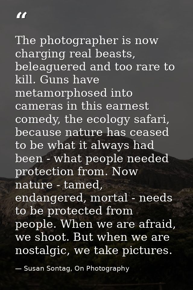 The photographer is now charging real beasts, beleaguered and too rare to kill. Guns have metamorphosed into cameras in  — Susan Sontag, On Photography
