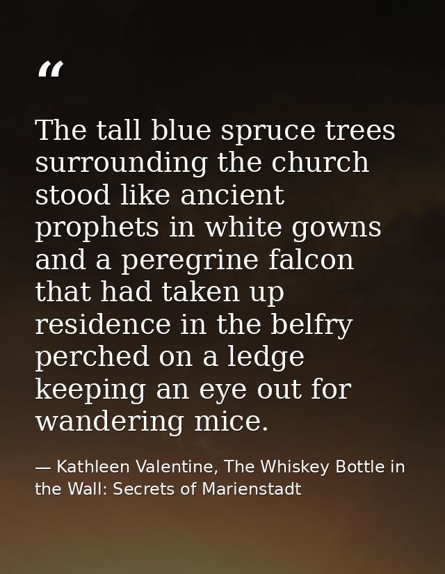 The tall blue spruce trees surrounding the church stood like ancient prophets in white gowns and a peregrine falcon that — Kathleen Valentine, The Whiskey Bottle in the Wall: Secrets of Marienstadt