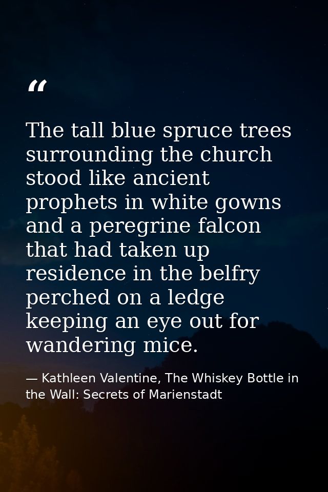 The tall blue spruce trees surrounding the church stood like ancient prophets in white gowns and a peregrine falcon that — Kathleen Valentine, The Whiskey Bottle in the Wall: Secrets of Marienstadt