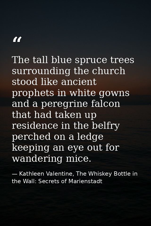 The tall blue spruce trees surrounding the church stood like ancient prophets in white gowns and a peregrine falcon that — Kathleen Valentine, The Whiskey Bottle in the Wall: Secrets of Marienstadt
