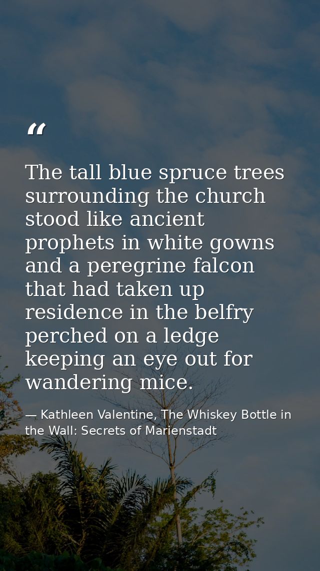 The tall blue spruce trees surrounding the church stood like ancient prophets in white gowns and a peregrine falcon that — Kathleen Valentine, The Whiskey Bottle in the Wall: Secrets of Marienstadt
