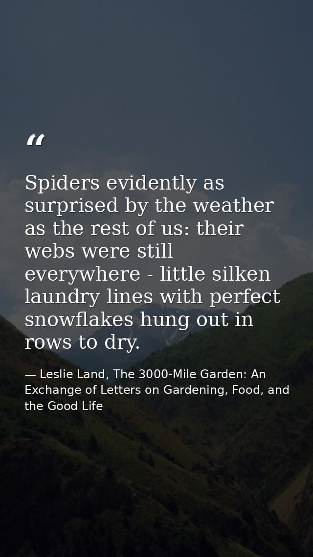 Spiders evidently as surprised by the weather as the rest of us: their webs were still everywhere - little silken laundr — Leslie Land, The 3000-Mile Garden: An Exchange of Letters on Gardening, Food, and the Good Life