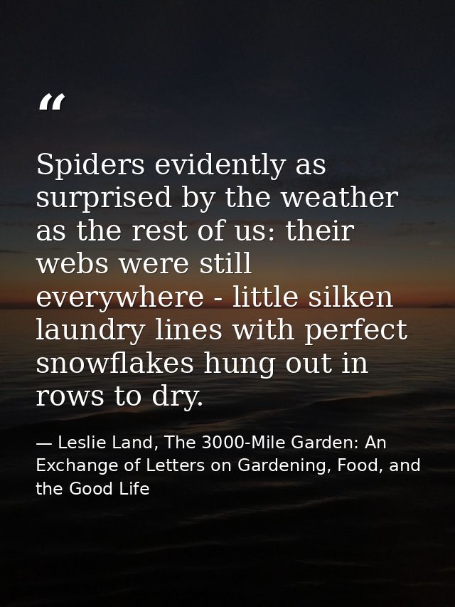 Spiders evidently as surprised by the weather as the rest of us: their webs were still everywhere - little silken laundr — Leslie Land, The 3000-Mile Garden: An Exchange of Letters on Gardening, Food, and the Good Life