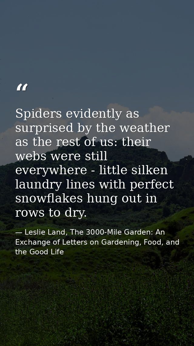 Spiders evidently as surprised by the weather as the rest of us: their webs were still everywhere - little silken laundr — Leslie Land, The 3000-Mile Garden: An Exchange of Letters on Gardening, Food, and the Good Life