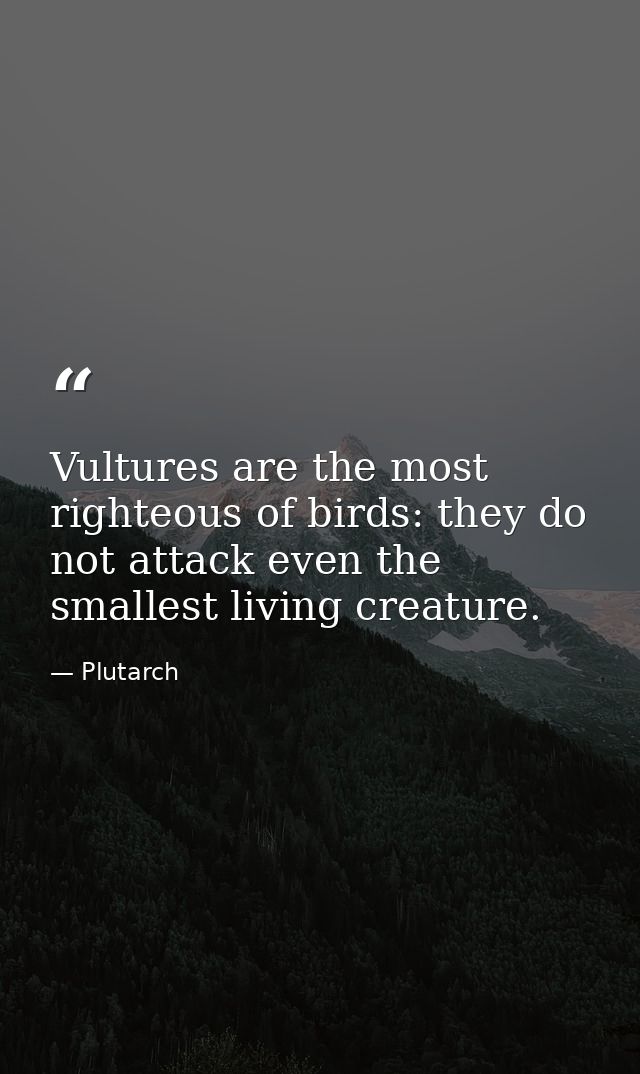 Vultures are the most righteous of birds: they do not attack even the smallest living creature. — Plutarch