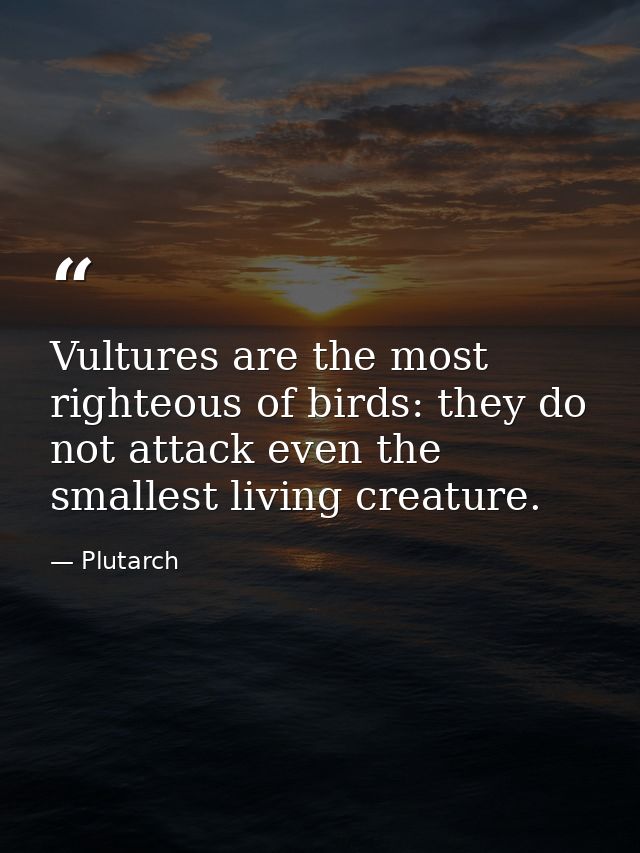 Vultures are the most righteous of birds: they do not attack even the smallest living creature. — Plutarch