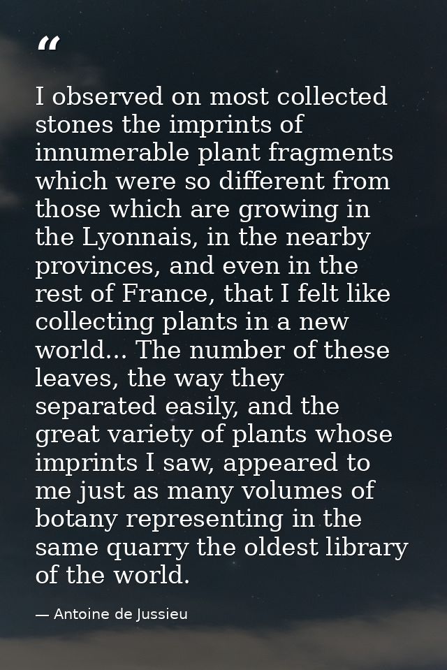 I observed on most collected stones the imprints of innumerable plant fragments which were so different from those which — Antoine de Jussieu