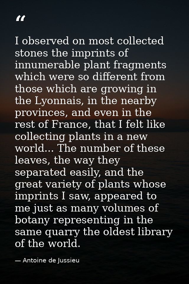 I observed on most collected stones the imprints of innumerable plant fragments which were so different from those which — Antoine de Jussieu