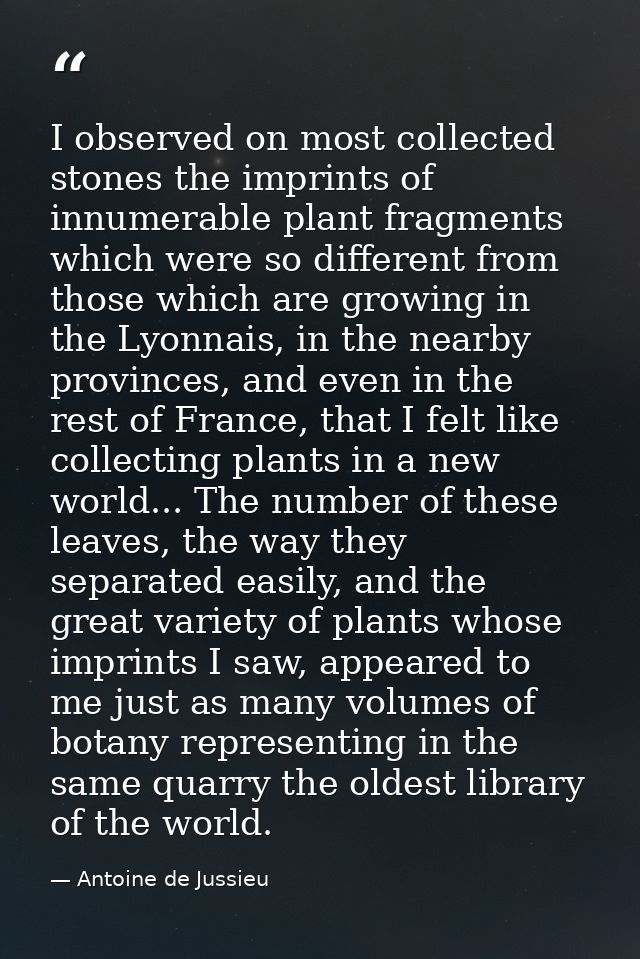 I observed on most collected stones the imprints of innumerable plant fragments which were so different from those which — Antoine de Jussieu