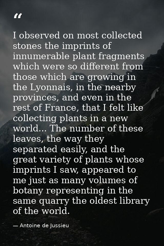 I observed on most collected stones the imprints of innumerable plant fragments which were so different from those which — Antoine de Jussieu