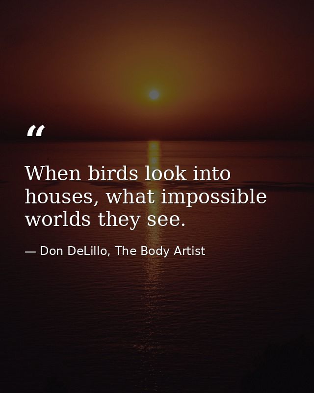 When birds look into houses, what impossible worlds they see. — Don DeLillo, The Body Artist