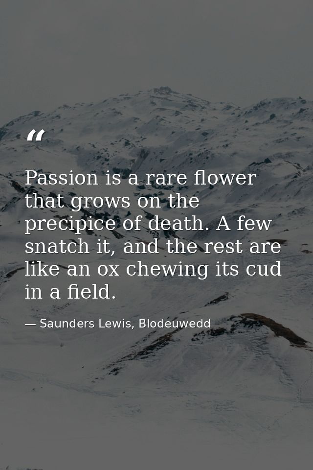Passion is a rare flower that grows on the precipice of death. A few snatch it, and the rest are like an ox chewing its  — Saunders Lewis, Blodeuwedd