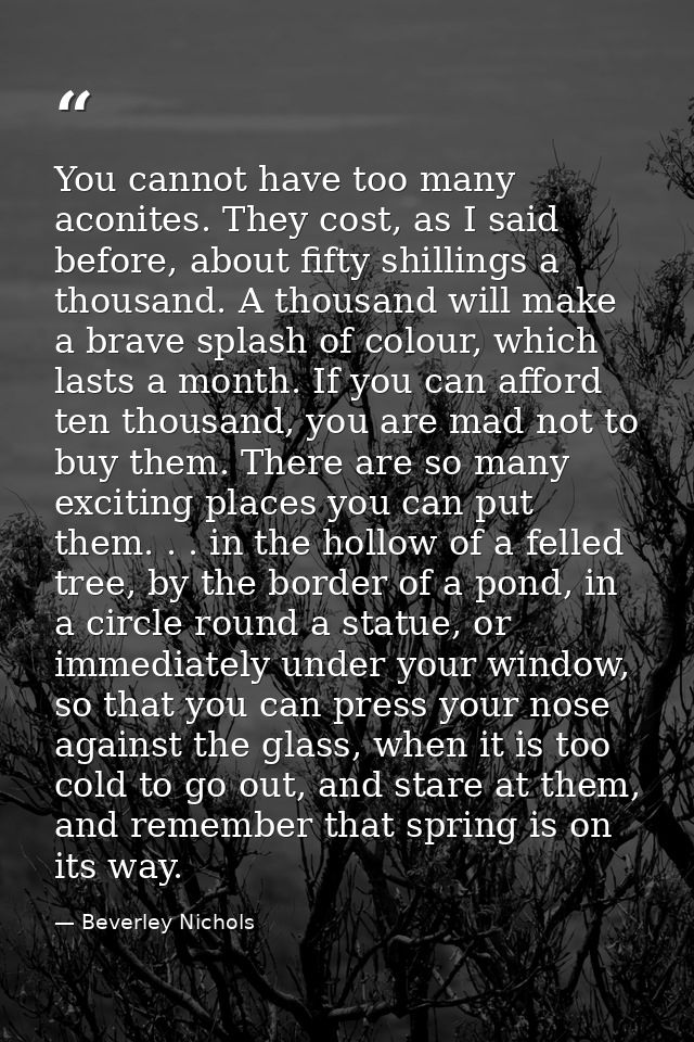 You cannot have too many aconites. They cost, as I said before, about fifty shillings a thousand. A thousand will make a — Beverley Nichols