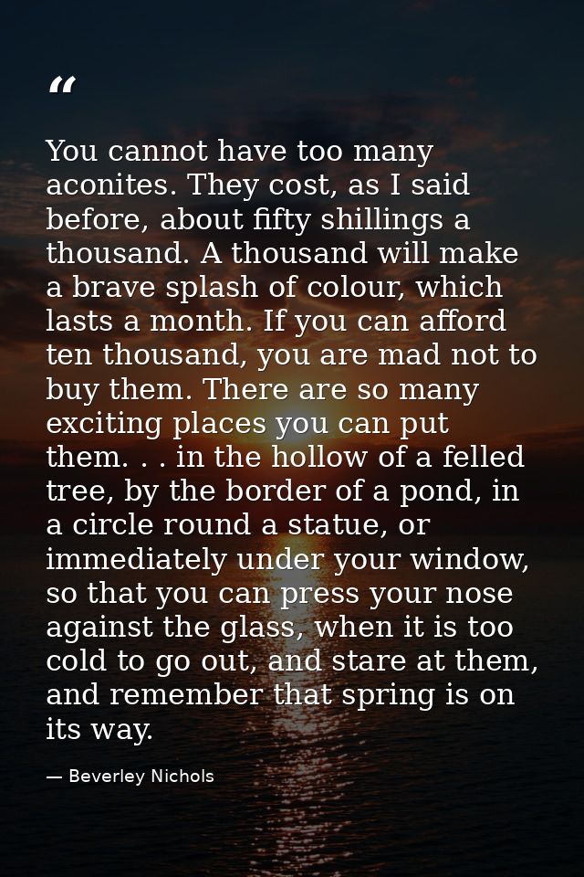 You cannot have too many aconites. They cost, as I said before, about fifty shillings a thousand. A thousand will make a — Beverley Nichols