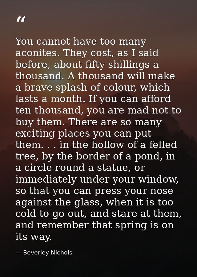You cannot have too many aconites. They cost, as I said before, about fifty shillings a thousand. A thousand will make a — Beverley Nichols