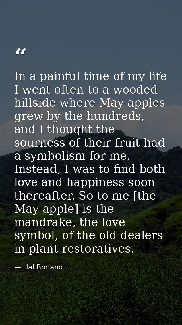 In a painful time of my life I went often to a wooded hillside where May apples grew by the hundreds, and I thought the  — Hal Borland