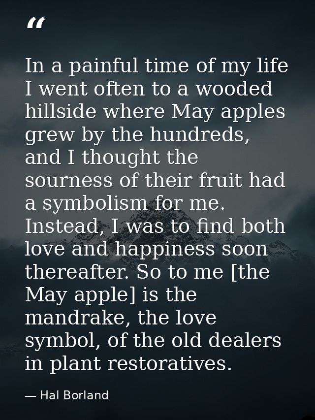 In a painful time of my life I went often to a wooded hillside where May apples grew by the hundreds, and I thought the  — Hal Borland