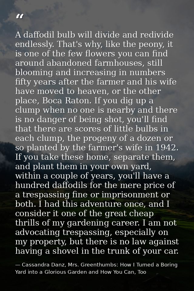 A daffodil bulb will divide and redivide endlessly. That's why, like the peony, it is one of the few flowers you can fin — Cassandra Danz, Mrs. Greenthumbs: How I Turned a Boring Yard into a Glorious Garden and How You Can, Too