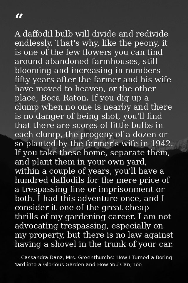A daffodil bulb will divide and redivide endlessly. That's why, like the peony, it is one of the few flowers you can fin — Cassandra Danz, Mrs. Greenthumbs: How I Turned a Boring Yard into a Glorious Garden and How You Can, Too
