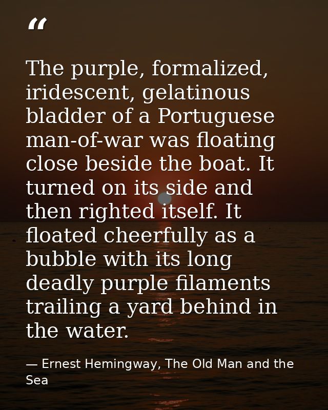 The purple, formalized, iridescent, gelatinous bladder of a Portuguese man-of-war was floating close beside the boat. It — Ernest Hemingway, The Old Man and the Sea