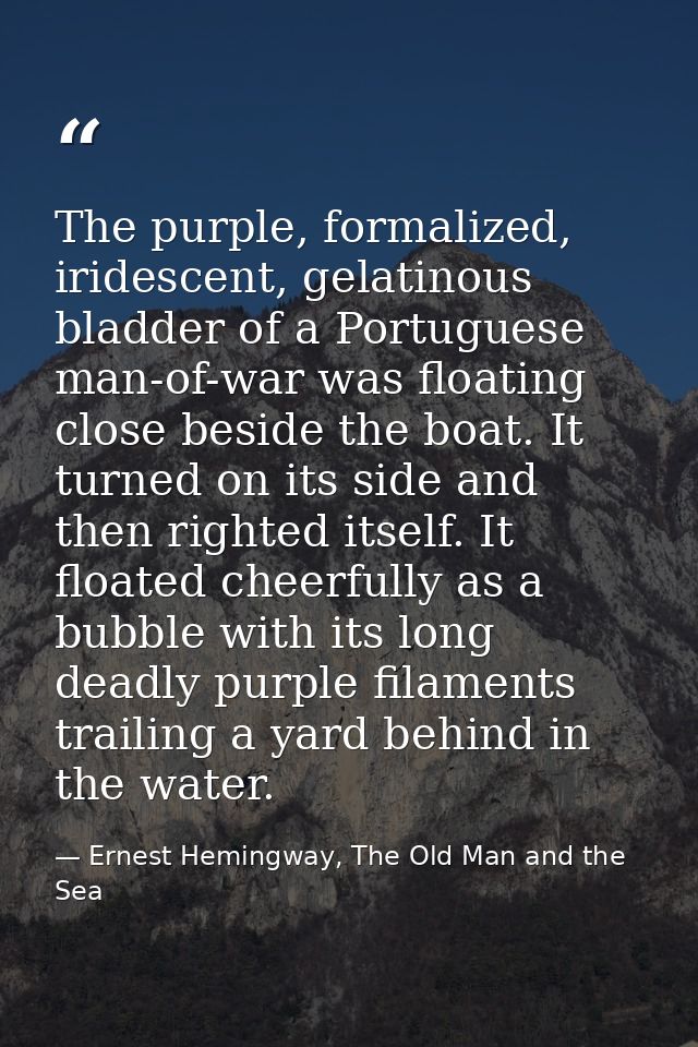 The purple, formalized, iridescent, gelatinous bladder of a Portuguese man-of-war was floating close beside the boat. It — Ernest Hemingway, The Old Man and the Sea