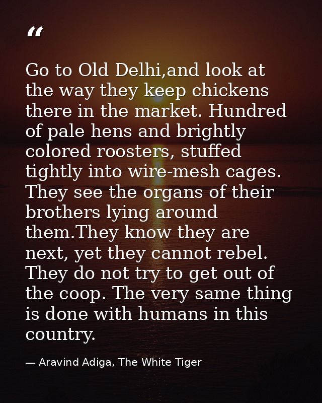 Go to Old Delhi,and look at the way they keep chickens there in the market. Hundred of pale hens and brightly colored ro — Aravind Adiga, The White Tiger