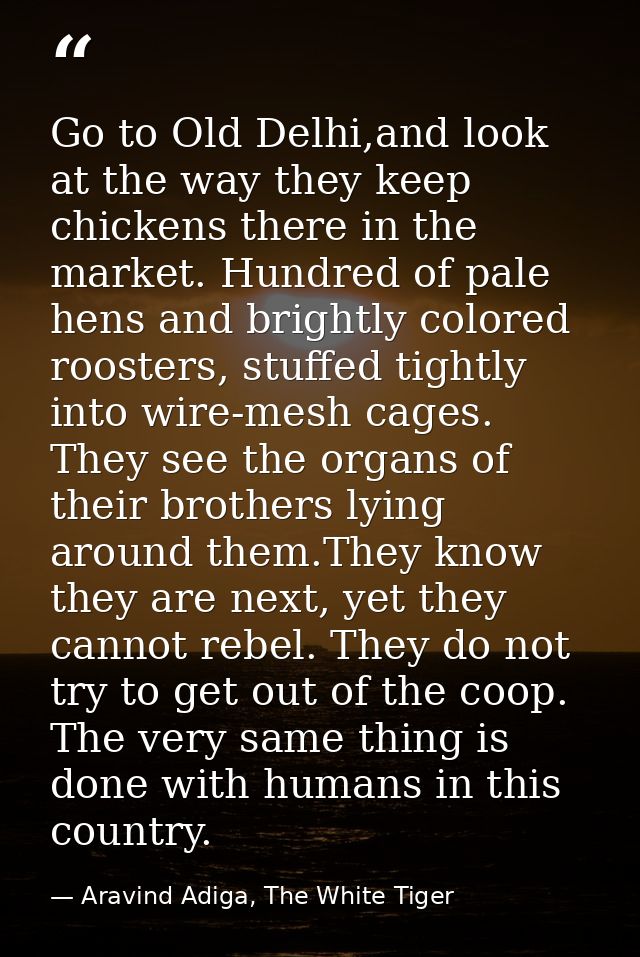 Go to Old Delhi,and look at the way they keep chickens there in the market. Hundred of pale hens and brightly colored ro — Aravind Adiga, The White Tiger