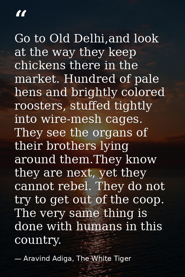 Go to Old Delhi,and look at the way they keep chickens there in the market. Hundred of pale hens and brightly colored ro — Aravind Adiga, The White Tiger