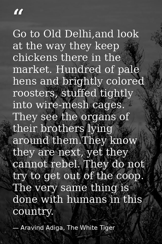 Go to Old Delhi,and look at the way they keep chickens there in the market. Hundred of pale hens and brightly colored ro — Aravind Adiga, The White Tiger